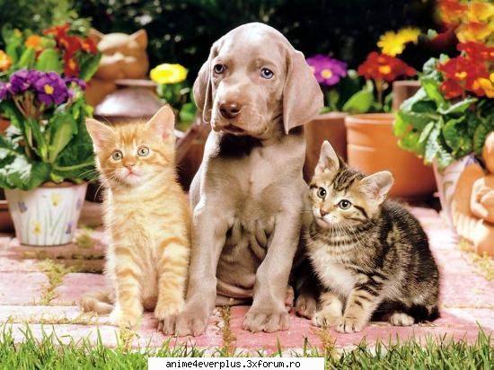 Imagini cu animalul preferat sau animalele.... - si am si cu un caine asa frumos..... ....si cu - Animalele
